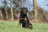 ROTTWEILER 542